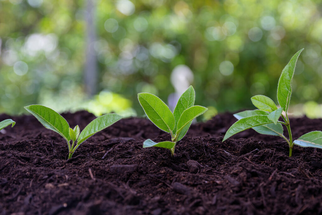 Article - 7 étapes pour créer un jardin écologique - Soleriel.fr